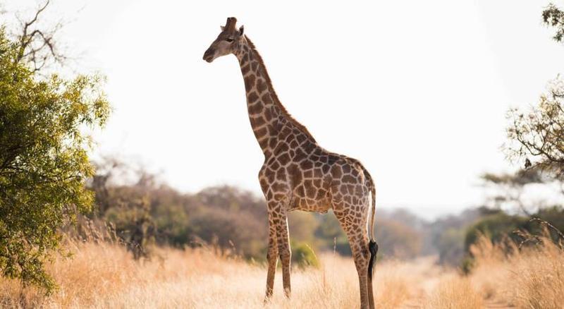 Mziki Safari Lodge Beestekraal  Exteriér fotografie