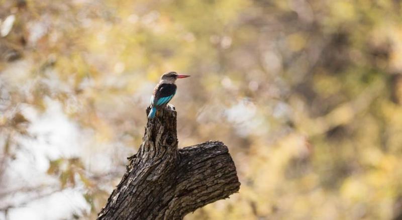 Mziki Safari Lodge Beestekraal  Exteriér fotografie