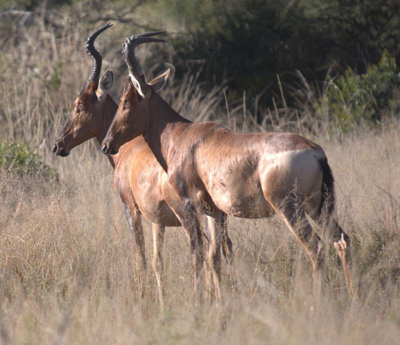 Mziki Safari Lodge Beestekraal  Exteriér fotografie