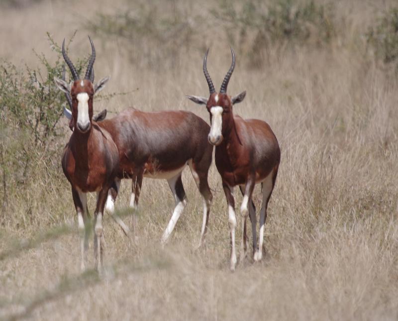 Mziki Safari Lodge Beestekraal  Exteriér fotografie