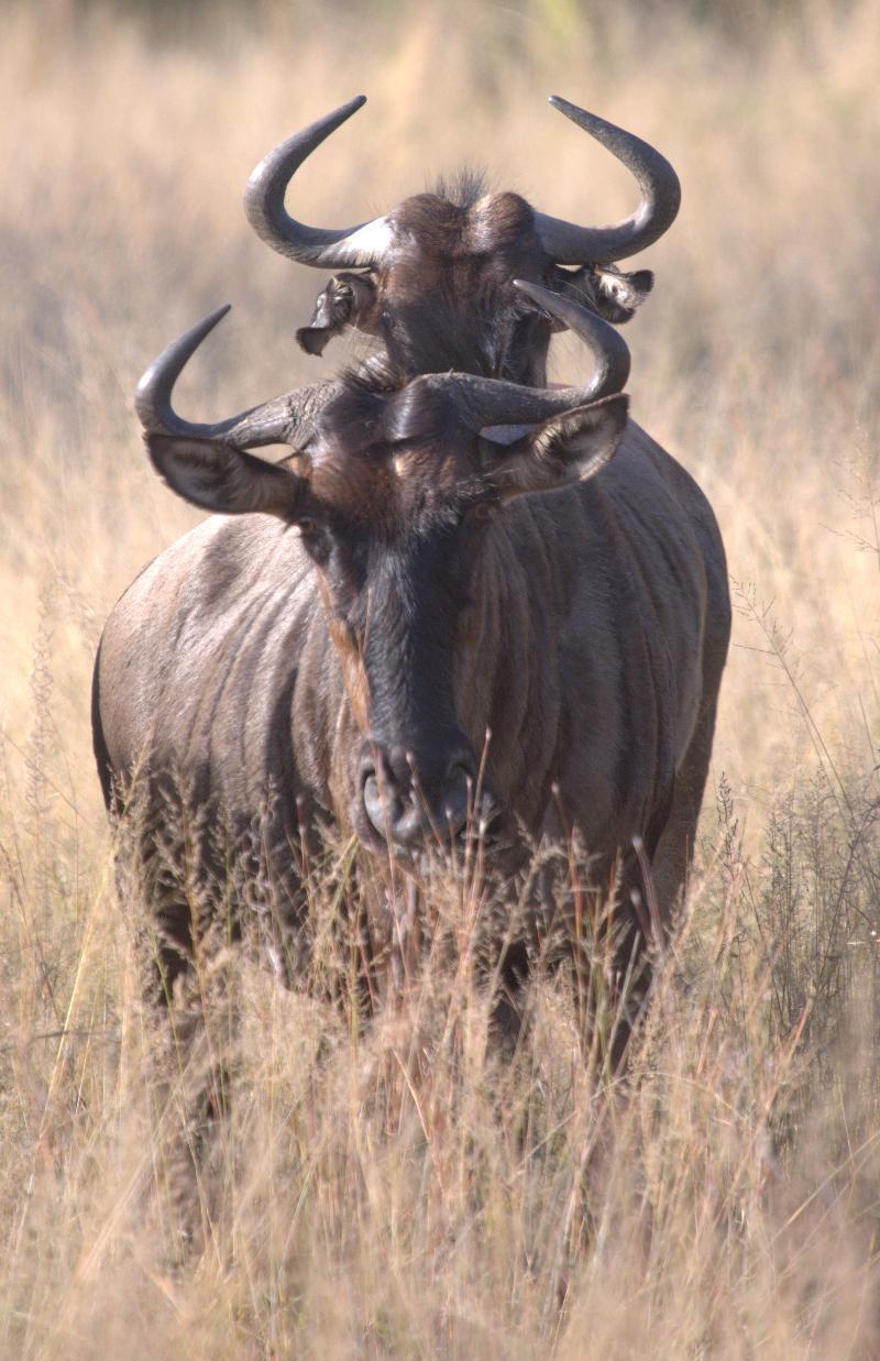 Mziki Safari Lodge Beestekraal  Exteriér fotografie