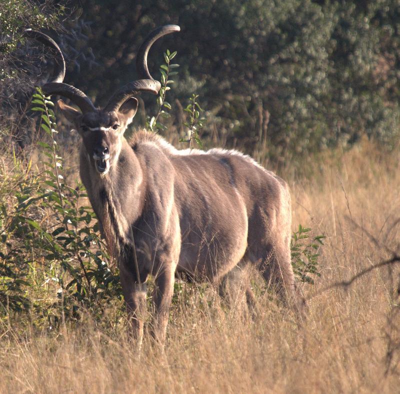 Mziki Safari Lodge Beestekraal  Exteriér fotografie