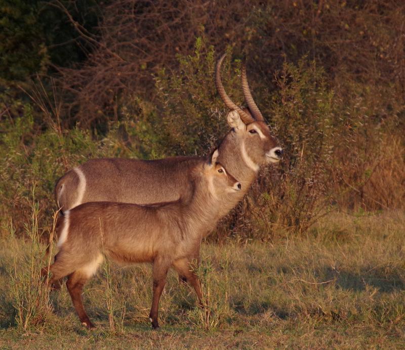 Mziki Safari Lodge Beestekraal  Exteriér fotografie