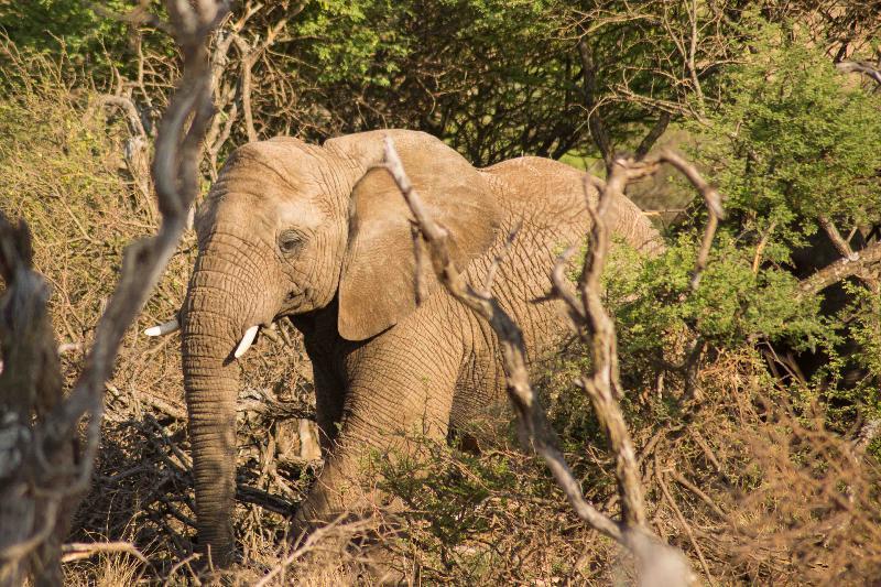 Mziki Safari Lodge Beestekraal  Exteriér fotografie