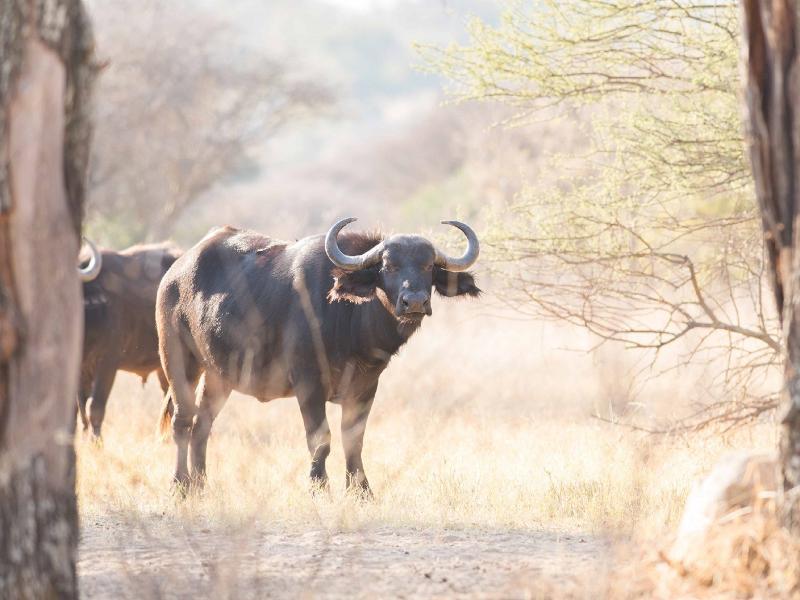 Mziki Safari Lodge Beestekraal  Exteriér fotografie